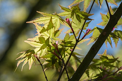 Japanese Maple Awakens in Spring