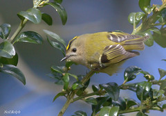 Goldcrests and Firecrests