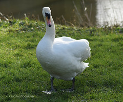blandford swans
