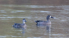 Blue Winged Teal
