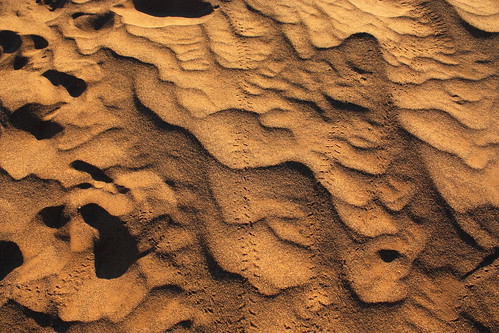 Beetle tracks