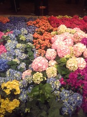 Macy's 2016 Flower Show