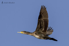 Vuelos de aves (Bird flights). Cormoranes (cormorans)