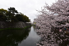 城址公園の桜 2016