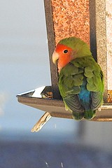 Parrot & Woodpecker