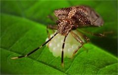 Hemiptera (Panama)