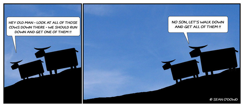 Cows_toon