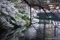 Cherry Blossoms in Tokyo 2016