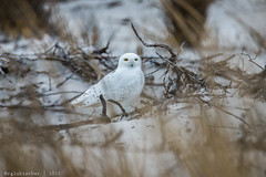 Snowy Owl at the Jersey Shore | 2015