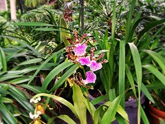 Orquideas y otras flores exoticas