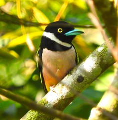 Birding in Malaysian Borneo, March/April, 2016 with Field Guides