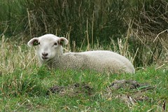 Lamb, early spring