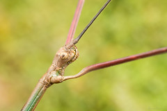 Phasmatodea (Stick Insect)