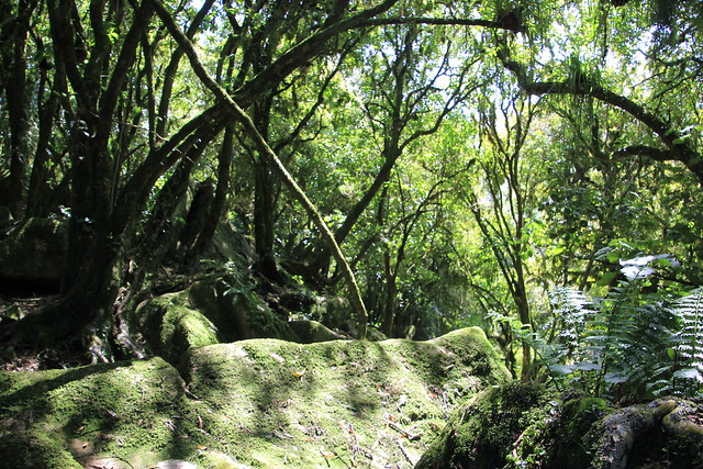 Nueva Zelanda, Aotearoa: El viaje de mi vida por la Tierra Media - Blogs de Nueva Zelanda - Día 8 - 7/10/15 - Piopio y Tongariro National Park (41)