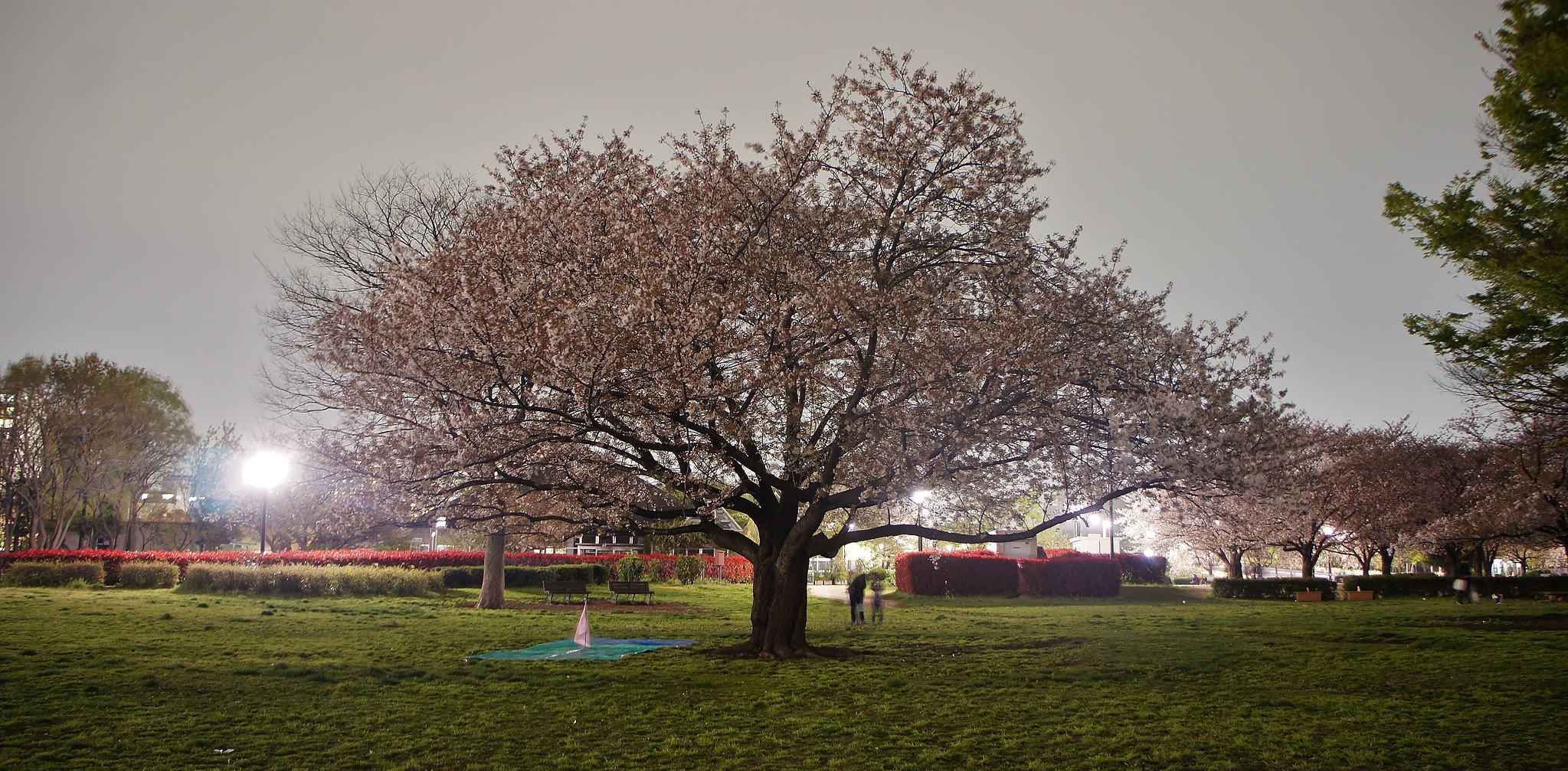 Kiba Park Cherry Blossom Illumination