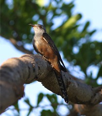 Thailand Birds 12-15/01-16