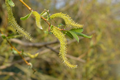 Salicaceae (Willow Family)