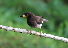 Birding the Highlands of Costa Rica