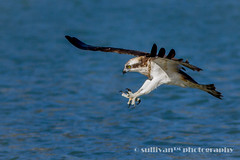 魚鷹 Osprey