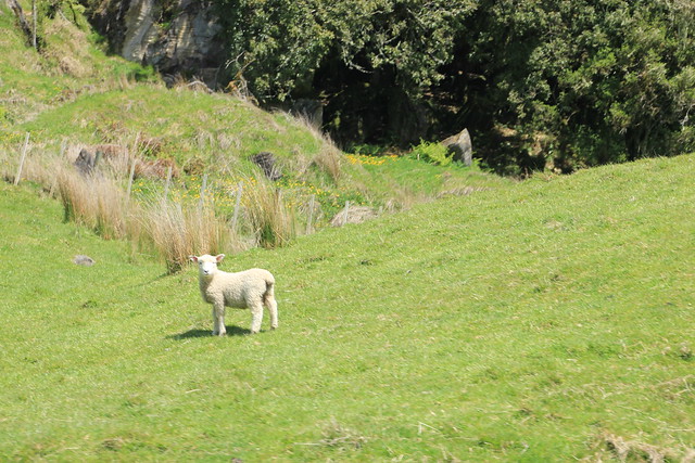 Nueva Zelanda, Aotearoa: El viaje de mi vida por la Tierra Media - Blogs de Nueva Zelanda - Día 8 - 7/10/15 - Piopio y Tongariro National Park (48)