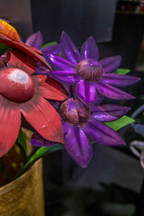 philadelphia flower show 2016