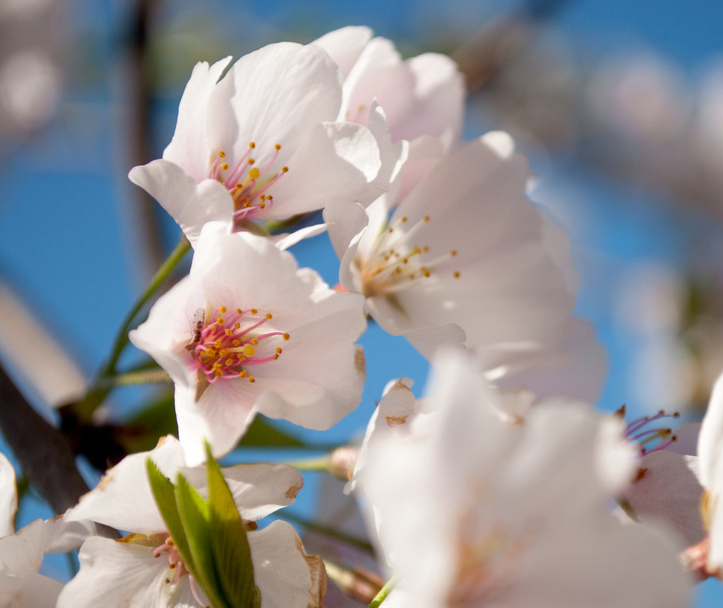 Blossom Closeup