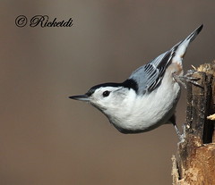 sitelles- nuthatch
