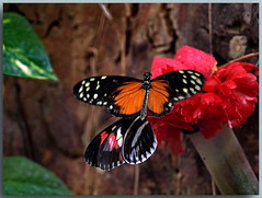 Butterfly / Schmetterlinge