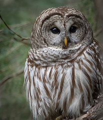 Barred Owl Pair
