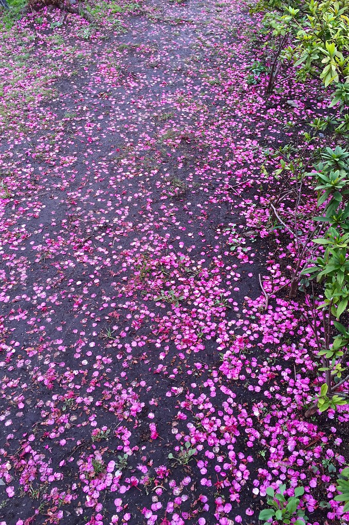 Kiba Koen Plum Blossoms