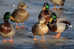 Ducks & Geese & Loons