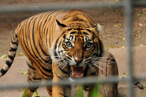 panthera tigris sumatrae