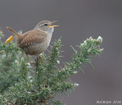Wrens and Pipits and Skylarks