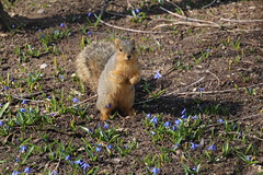 Squirrels in Ann Arbor at the University of Michigan (March 22, 2016)