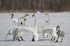 Bird. Swans