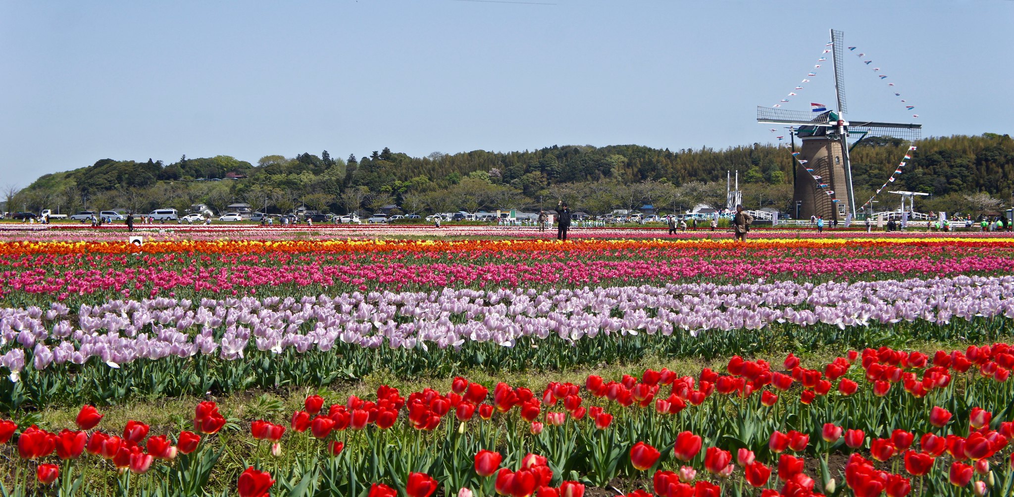 Sakura - Chiba Tulip Festa