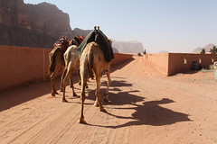 Wadi Rum Camel Trekking وادي رم