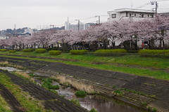 Cherry Blossoms 2016