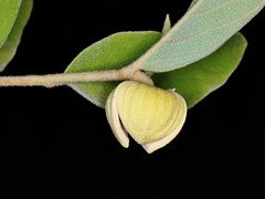 ANNONACEAE - Annona crotonifolia