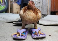 Chicken in flip-flop sandals