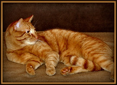 meine Katzen - my cats : Tyson, Felix, Garfield und Balu