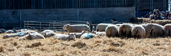 Lambing day - sheep - 1