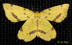Moths Part 8 #8999 - 11233 Noctuidae