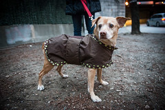 Humane Society of New York animals up for adoption.