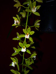 orchid hybrids i've bloomed #6 (full)