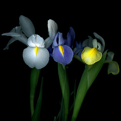 THE IRIS COLLECTION.