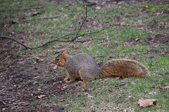 Squirrels in Ann Arbor at the University of Michigan (March 22, 2016)