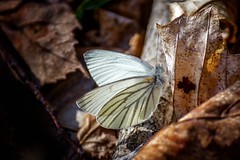 2016: Butterflies and Skippers