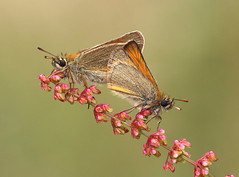 UK Butterflies 2015