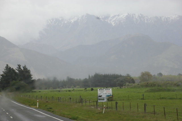 Día 14 - 13/10/15: Costa este Pacifico, Kaikoura, Waipara Hills y Christchurch - Nueva Zelanda, Aotearoa: El viaje de mi vida por la Tierra Media (13)